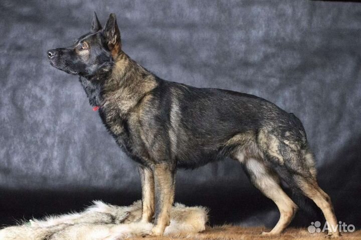Кобель немецкой овчарки для вязки