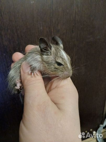 Дегу малыши разноцветные