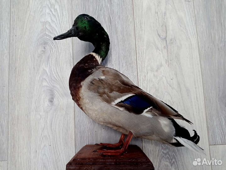 Чучела птиц и животных для рисования