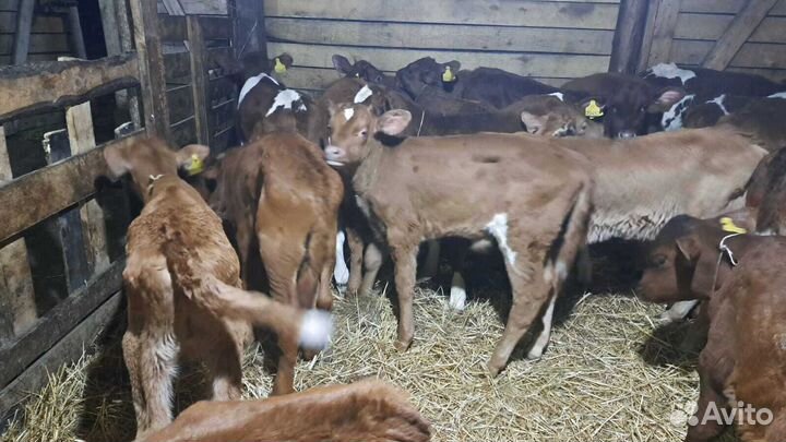 Бычки телята быстрая доставка