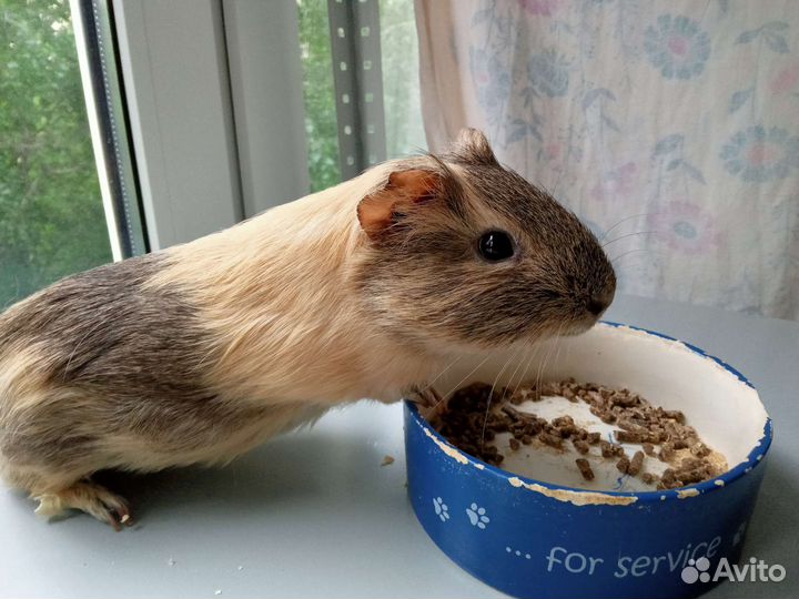 Морские свинки