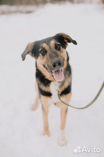 Собака в дар