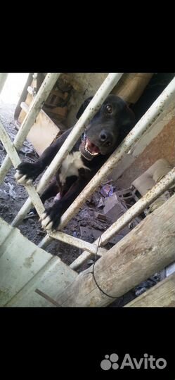 Отдам в добрые руки щенков