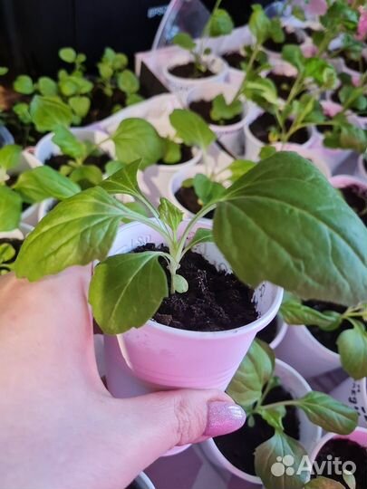 Рассада цветы астра