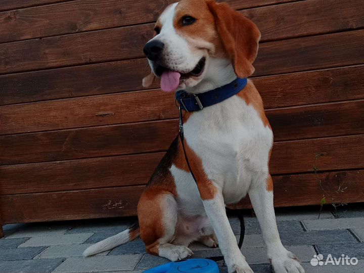 Бигль вязка