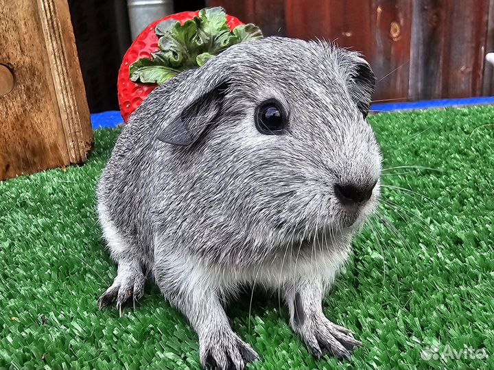 Морские свинки