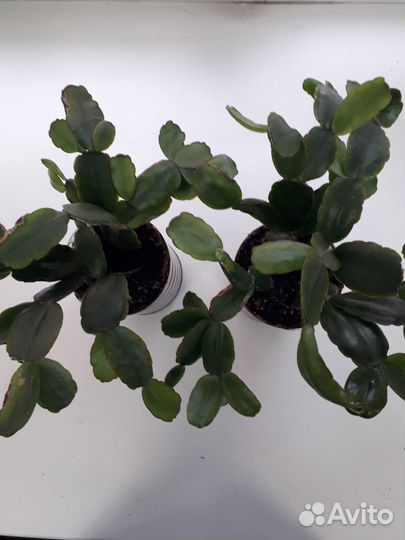 Комнатные растения