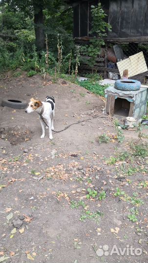 Собака помесь