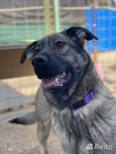 Щенок Саймон в поисках дома