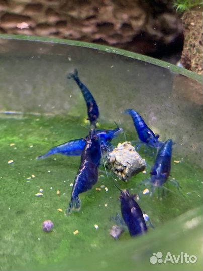 Аквариумные креветки Блю Дрим