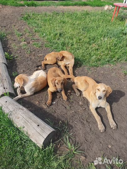 Собаки бесплатно