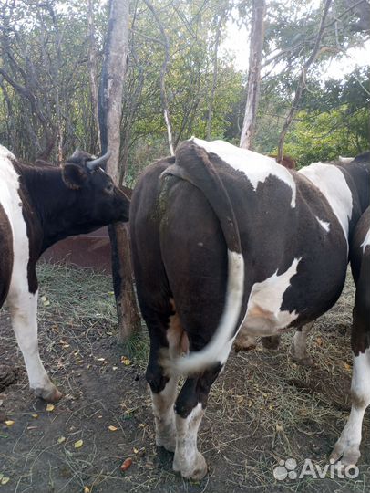 Быки на мясо