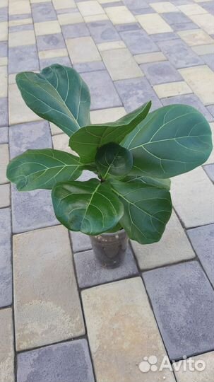 Фикус лирата