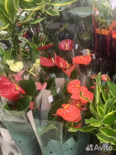 Комнатные растения цветы