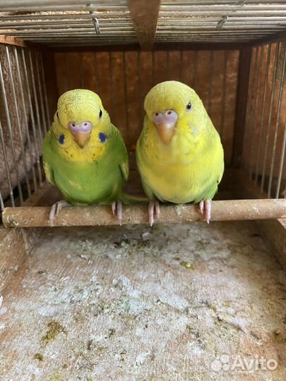 Волнистые попугаи молодые