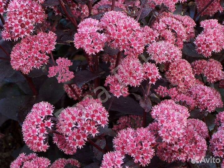 Гейхеры,лилейники,седум,физостегия