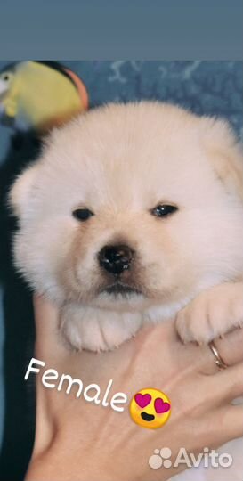 Щенки Акита ину из питомника