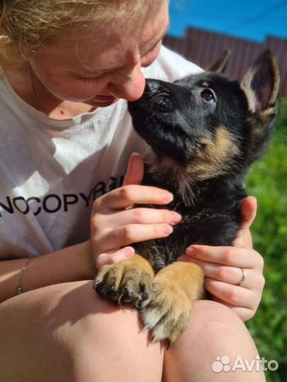 Очаровательная малышка немецкой овчарки