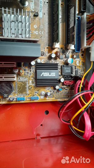 Красный пука