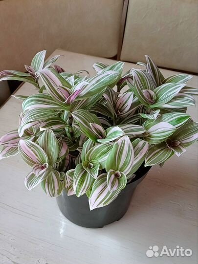 Традесканции разные