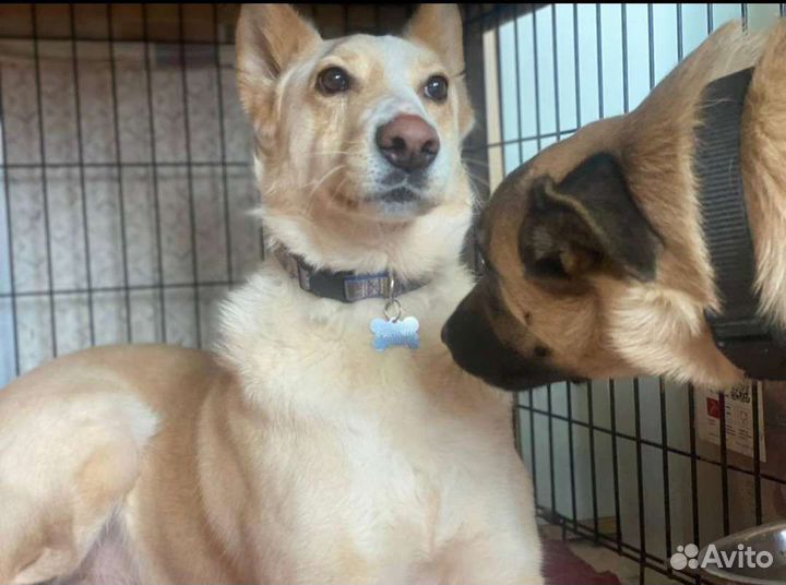 Собака в добрые руки