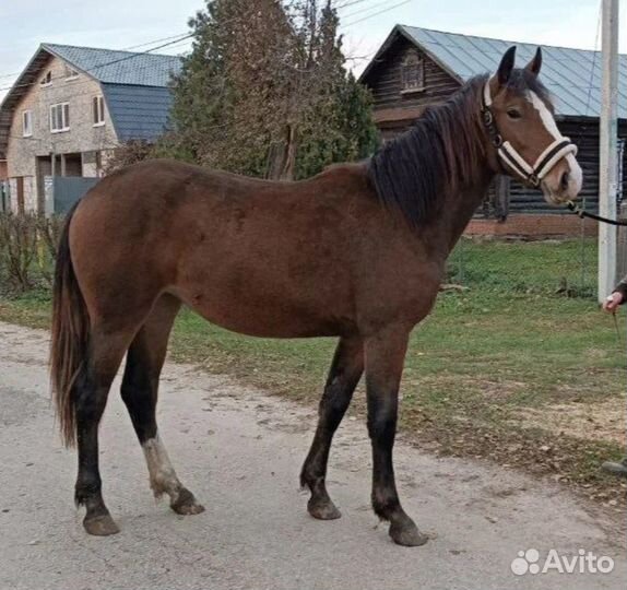 Лошади на продажу