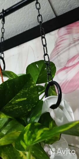 Эпипремнум Пиннатум жёлтый