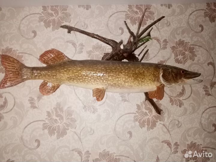Чучело щуки