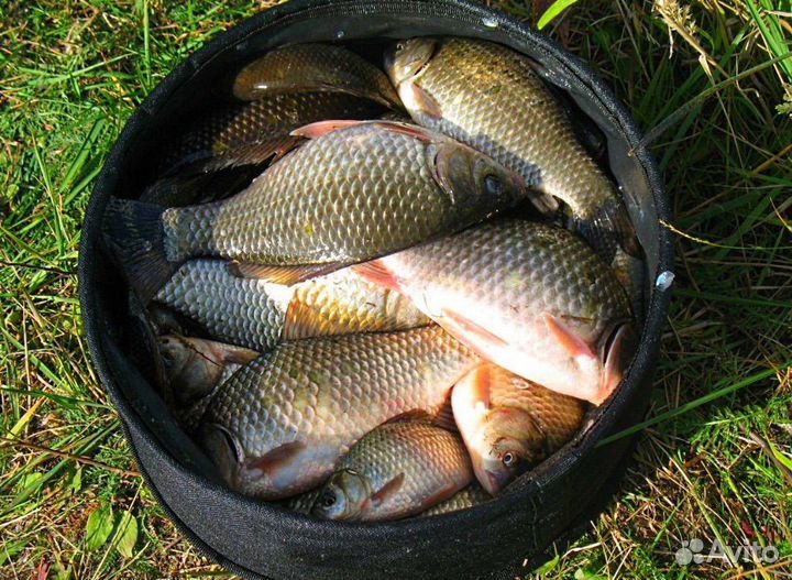 Продам свежемороженая рыбу карась живой крупный