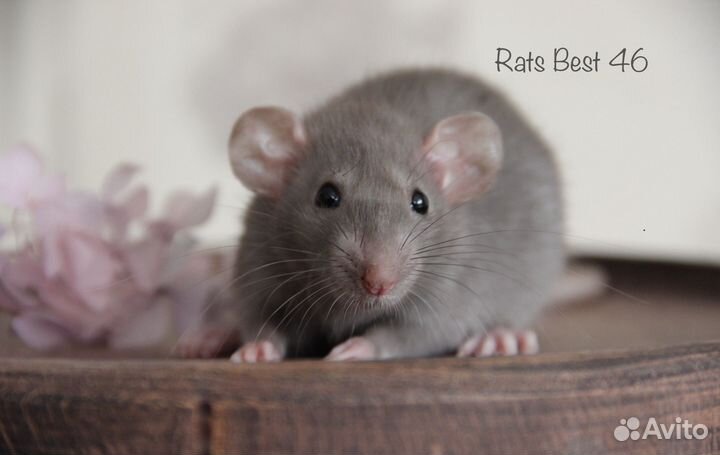 Крысята девочки от Rats Best