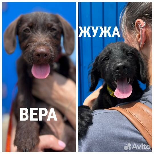 Два щенка сестрички ищут дом