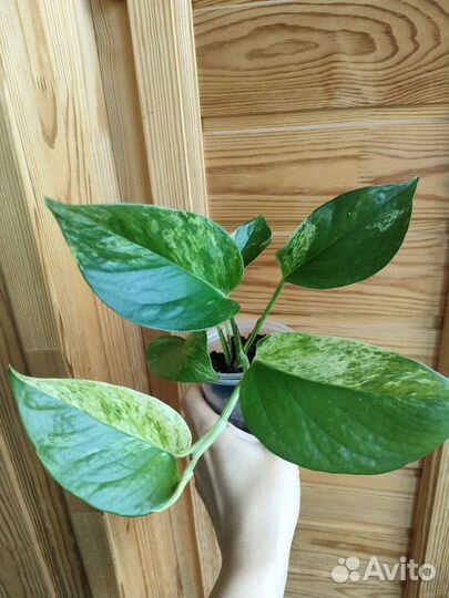 Комнатные цветы