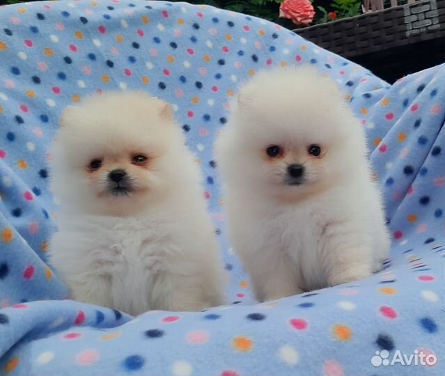 Мишка-померанец