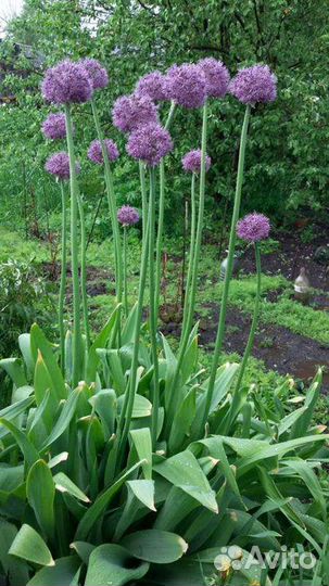 Луки, медуница, примула, клематис, хосты