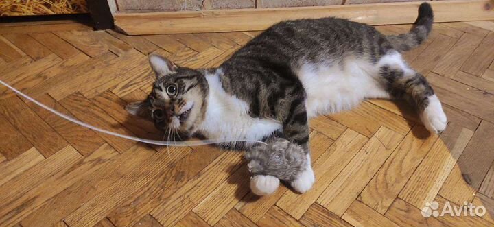 Нужен новый дом