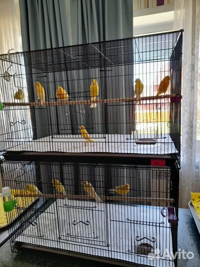 Продам канареек
