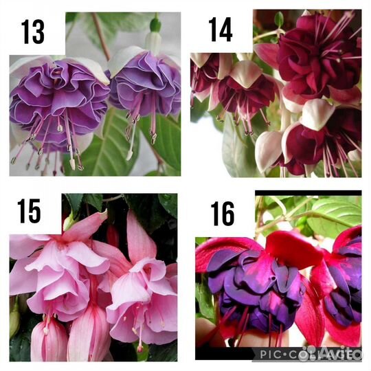 Фуксии на осень