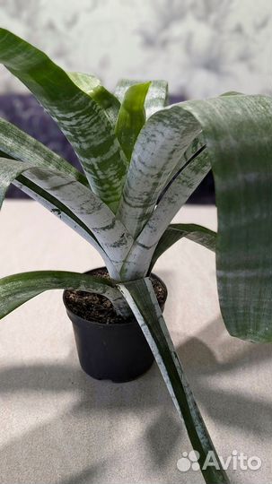 Эхмея полосатая