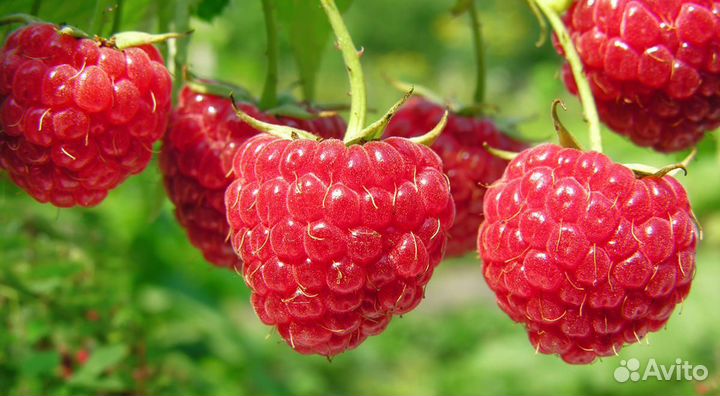 Саженцы малины