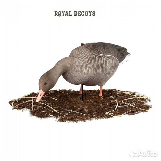 Чучела гуся R-D