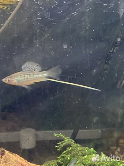 Меченосцы Монтесумы, Пецилии, Гуппи канадские