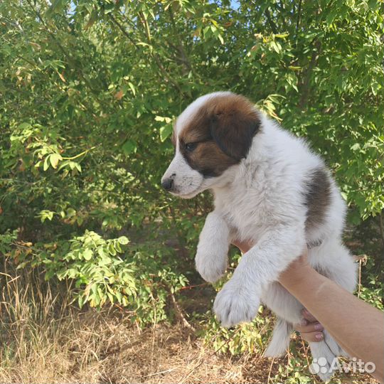 Щенки бесплатно в дар