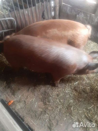 Поросенок ландрас