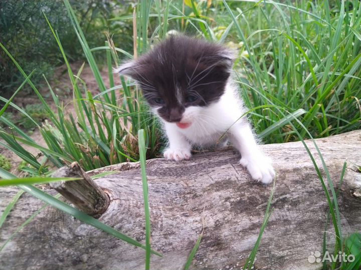 Котята смесь британца с шотландцем