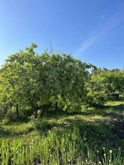 Участок 8 сот. (СНТ, ДНП)