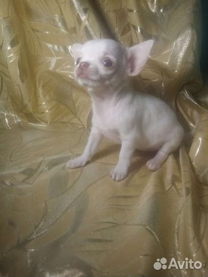 Микро-мини девочка