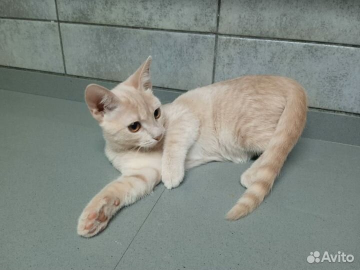 Персиковый котенок девочка