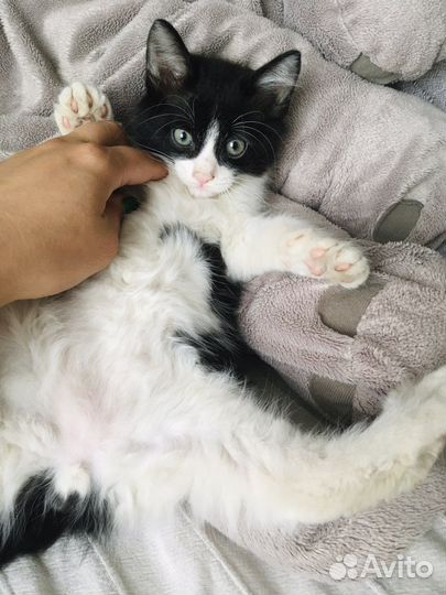 Котенок для поцелуев)