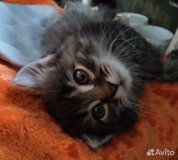 Отдам в добрые руки