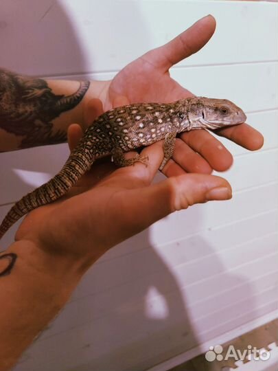 Капская ящерица